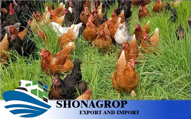 استيراد الدجاج المجمد من تركيا